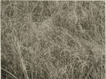 A field of grass