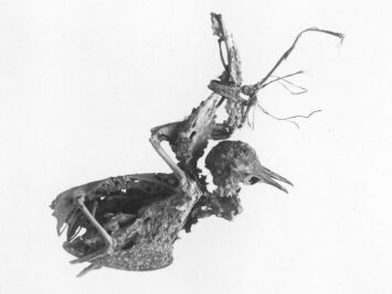 A bird skeleton